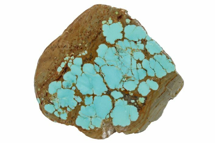 Polished Turquoise Section - Number Mine, Carlin, NV #292300